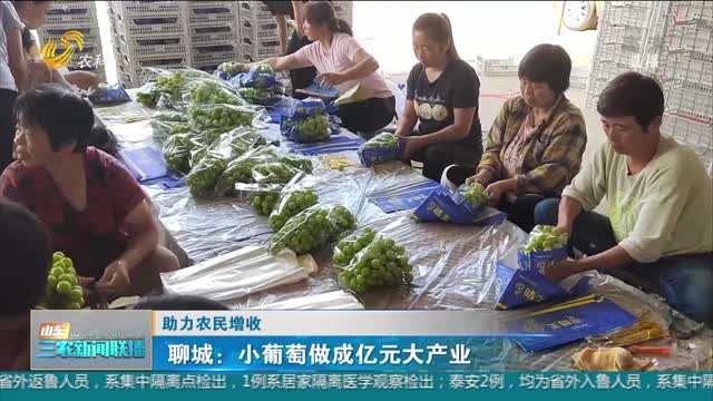 【助力农民增收】聊城：小葡萄做成亿元大产业