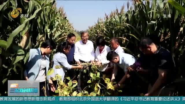【保障国家粮食安全】一季“双收” 禹城13.46万亩“大豆玉米”丰产丰收