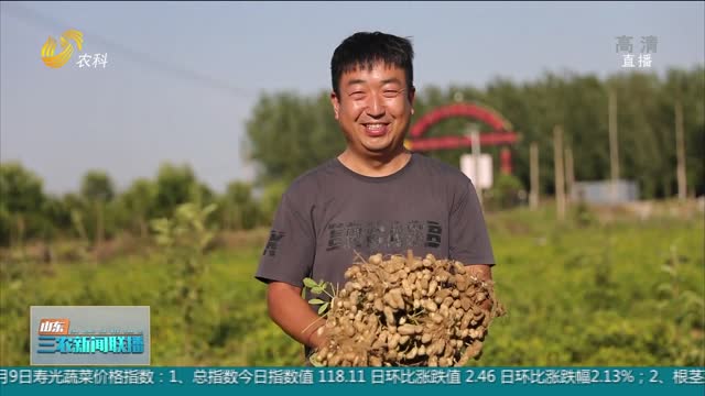 【科技助农】省农科院：科技帮扶 小花生变身致富果