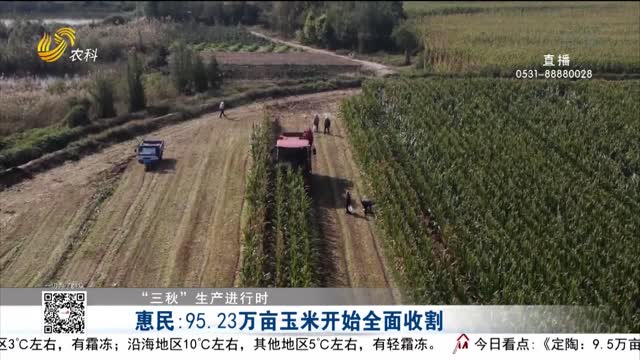 【“三秋”生产进行时】惠民：95.23万亩玉米开始全面收割
