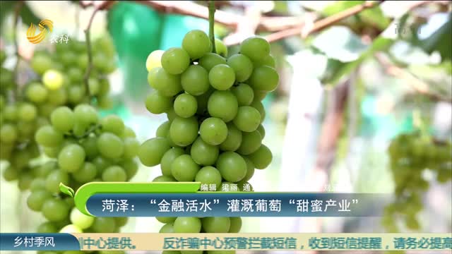 菏泽：“金融活水”灌溉葡萄“甜蜜产业”