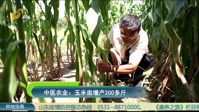 中医农业：玉米亩增产200多斤