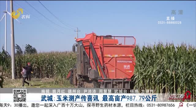 武城：玉米测产传喜讯 最高亩产987.79公斤