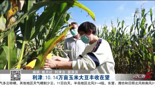利津：10.14万亩玉米大豆丰收在望
