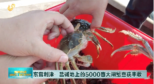 东营利津：盐碱地里的5000亩大闸蟹喜获丰收