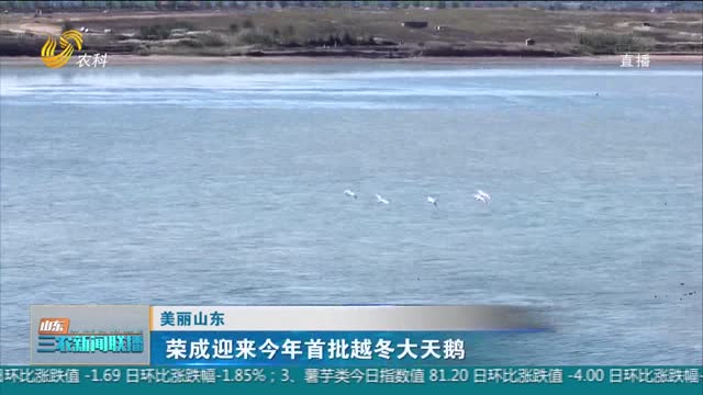 【美丽山东】荣成迎来今年首批越冬大天鹅
