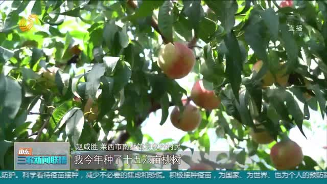 【助力农民增收】莱西：两万亩冬桃喜获丰收