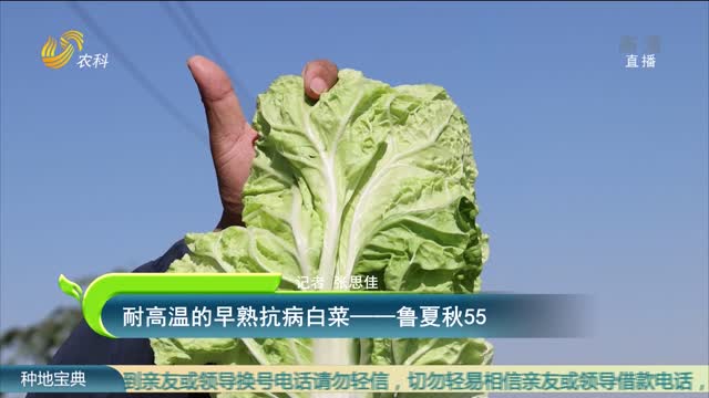 耐高温的早熟抗病白菜——鲁夏秋55