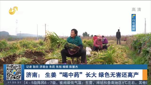 济南：生姜“喝中药”长大 绿色无害还高产