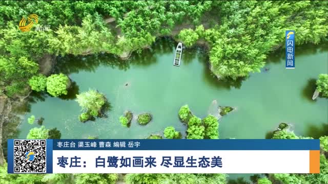枣庄：白鹭如画来 尽显生态美