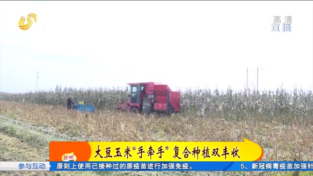 陵城：大豆玉米“手牵手” 复合种植双丰收