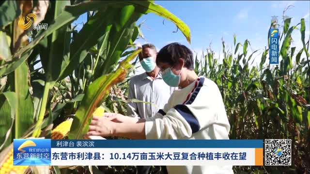 东营市利津县：10.14万亩玉米大豆复合种植丰收在望