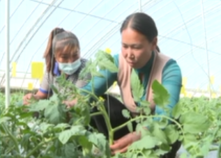 10月15日《山东援疆》东营援疆：科技助力疏勒蔬菜产业提质增收