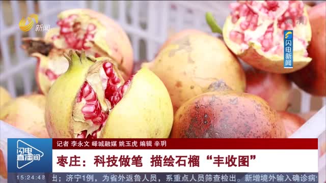 【金秋丰收季】枣庄：科技做笔 描绘石榴“丰收图”
