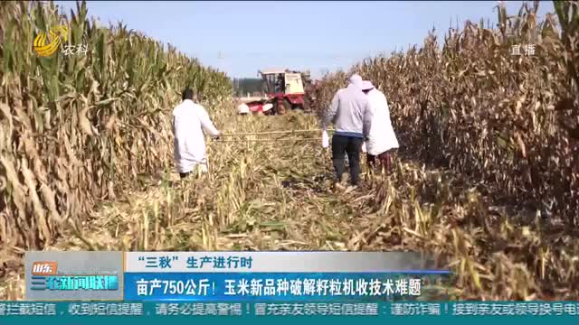 【“三秋”生产进行时】亩产750公斤！玉米新品种破解籽粒机收技术难题