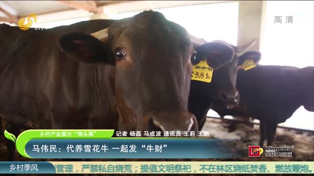 【乡村产业振兴“领头雁”】马伟民：代养雪花牛 一起发“牛财”