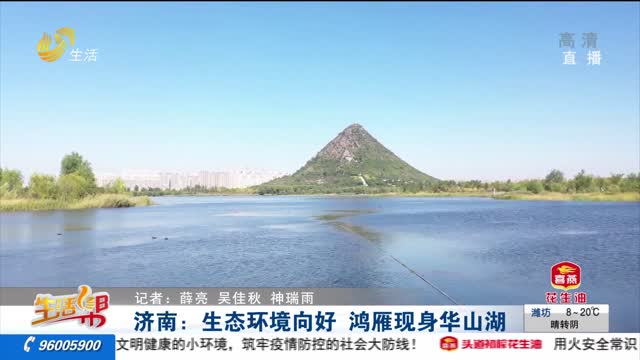 济南：生态环境向好 鸿雁现身华山湖