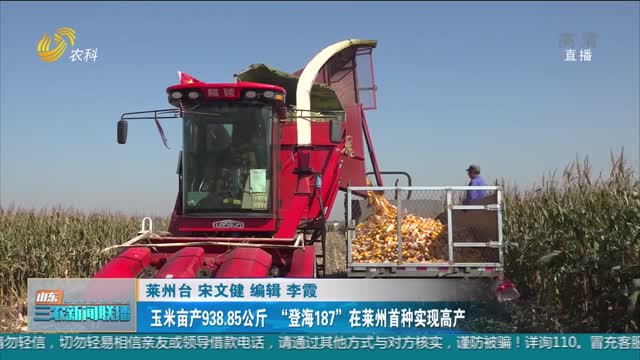 【“三秋”生产进行时】玉米亩产938.85公斤 “登海187”在莱州首种实现高产