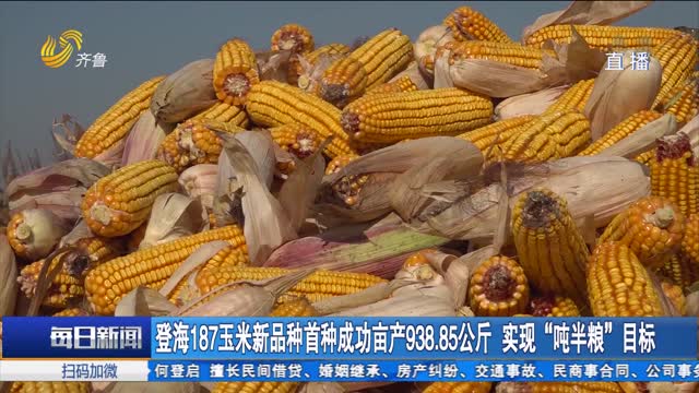 登海187玉米新品种首种成功亩产938.85公斤 实现“吨半粮”目标
