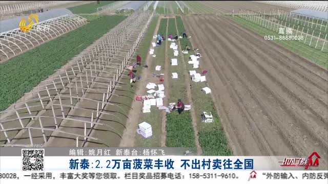 新泰：2.2万亩菠菜丰收 不出村卖往全国
