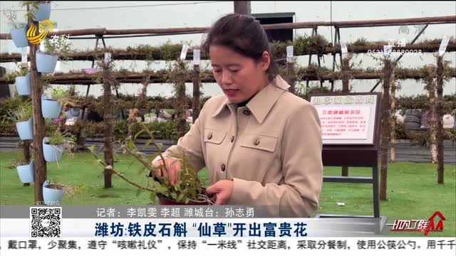 潍坊：铁皮石斛 “仙草”开出富贵花