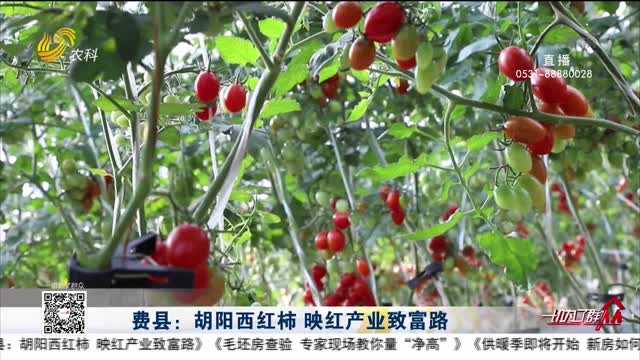 费县：胡阳西红柿 映红产业致富路