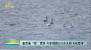 生态美“客”常来 今冬首批5只小天鹅飞抵夏津