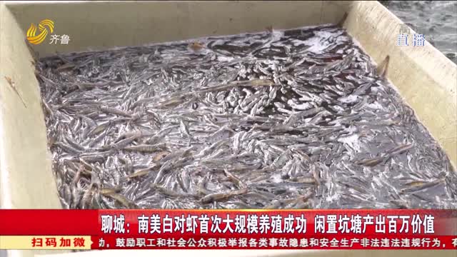 聊城：南美白对虾首次大规模养殖成功 闲置坑塘产出百万价值
