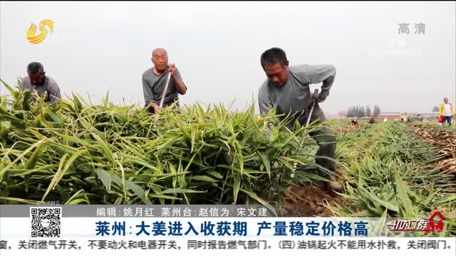 莱州：大姜进入收获期 产量稳定价格高