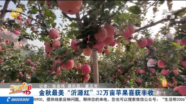 金秋最美“沂源红” 32万亩苹果喜获丰收