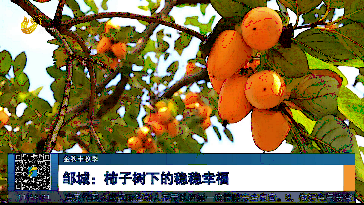 【金秋丰收季】邹城：柿子树下的稳稳幸福