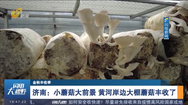 【金秋丰收季】济南：小蘑菇大前景 黄河岸边大棚蘑菇丰收了