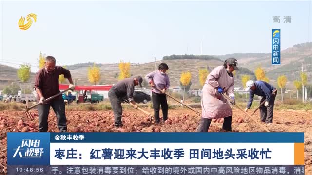 【金秋丰收季】枣庄：红薯迎来大丰收季 田间地头采收忙