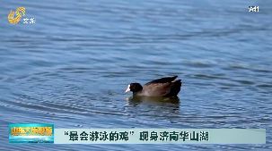 “最会游泳的鸡”现身济南华山湖