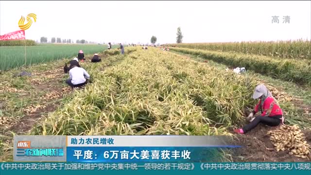 【助力农民增收】平度：6万亩大姜喜获丰收