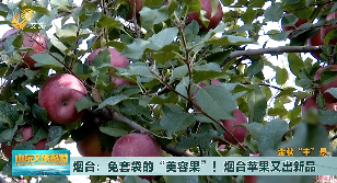 【金秋丰景】免套袋的“美容果”！烟台苹果又出新 