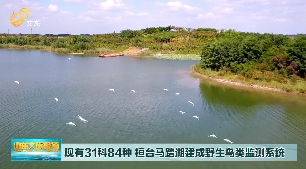 现有31科84种 桓台马踏湖建成野生鸟类监测系统