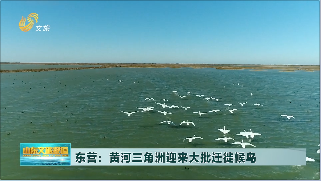 東營：黃河三角洲迎來大批遷徙候鳥 