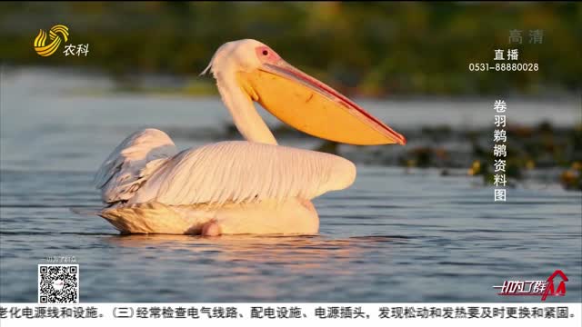 东营：黄河三角洲迎来大批迁徙候鸟