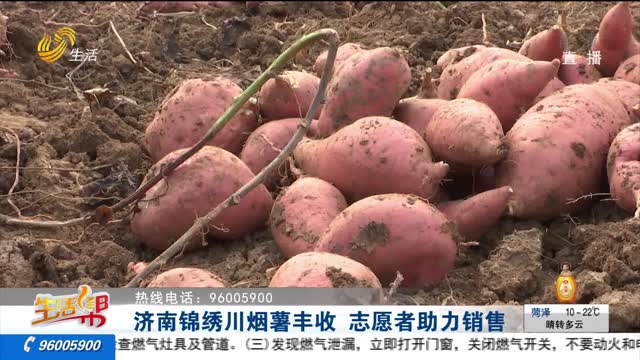 济南锦绣川烟薯丰收 志愿者助力销售