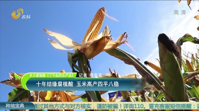 【农大腐植酸《了不起的农产品》】十年结缘腐植酸 玉米高产四平八稳