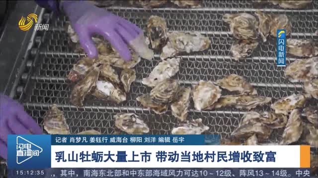 【金秋丰收季】乳山牡蛎大量上市 带动当地村民增收致富