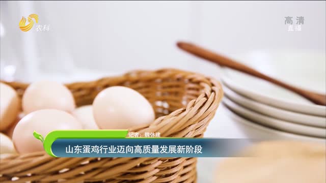 【齐鲁畜牧】山东蛋鸡行业迈向高质量发展新阶段