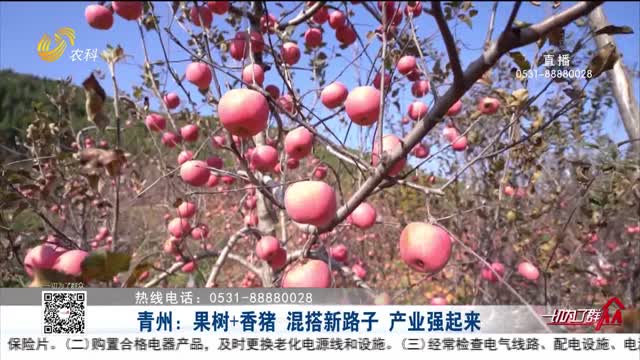 青州：果树+香猪 混搭新路子 产业强起来