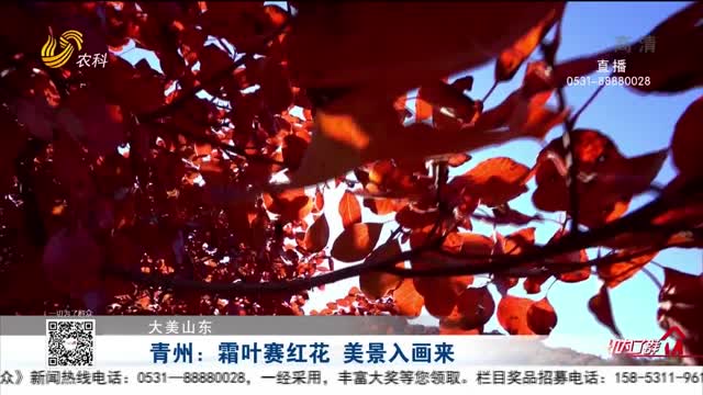 【大美山东】青州：霜叶赛红花 美景入画来