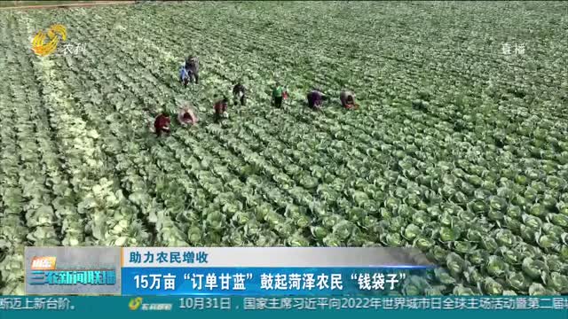 【助力农民增收】15万亩“订单甘蓝”鼓起菏泽农民“钱袋子”