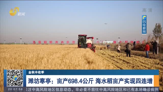 【金秋丰收季】潍坊寒亭：亩产698.4公斤 海水稻亩产实现四连增