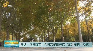 潍坊：秋日限定！11月1日起多地开启“落叶缓扫”模式