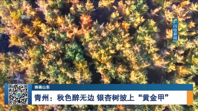 【诗画山东】青州：秋色醉无边 银杏树披上“黄金甲”