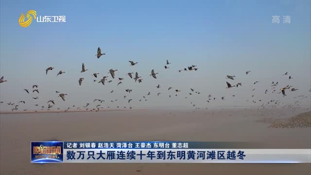 数万只大雁连续十年到东明黄河滩区越冬